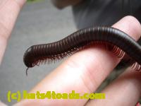 /home//u458753944/public_html/sourcegallery///////////////////Insects and small critters/millipedes and centipedes/DSCN1192.JPG